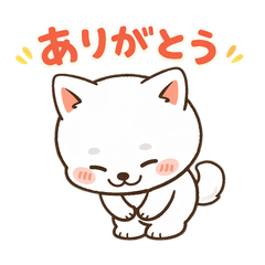 Loose White Shiba Inu: Daily Life