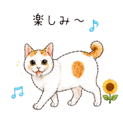 かぎしっぽ猫の日常　夏バージョン３