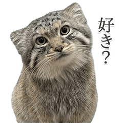 恋人に送るマヌルネコ