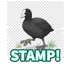 Eurasian Coot
