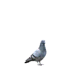 【小ガビ】【ガビガビ】鳩３