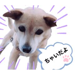 愛犬 ちゃい with 愛兎 ぷく