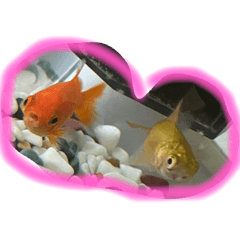 愛を示す金魚