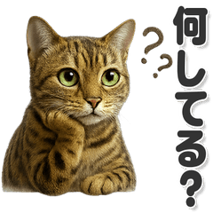 毎日使える！可愛いベンガル