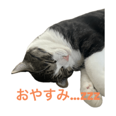 よく寝る猫、ねりごま！①