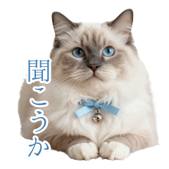 相談のるよ♪全肯定の癒し猫