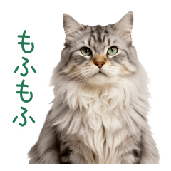 全肯定で包み込む巨体もふもふ猫