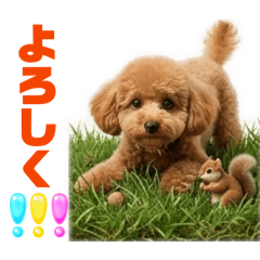 トイプードルプリティ12