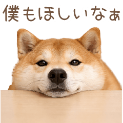 毎日使える子柴犬【連絡・かわいい】