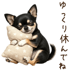 一年中使える♪チワワ 黒