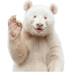 BIG! 白いパンダ　実写