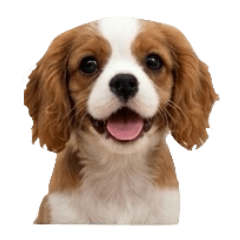 GusGus: The Tiny Dog
