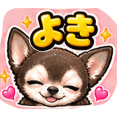 チワワのあんこ2