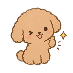 A cute little apricot toy poodle