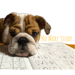 ブルドック（bulldog)