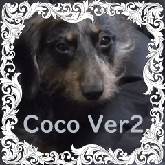 ミニチュアダックスの「Coco（ココ）2」