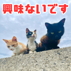 猫島の気ままな仲間たち