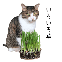 猫だらけ。 諦めた猫たち