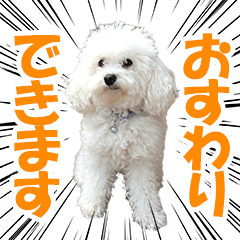 プードルのマフ