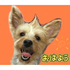 ヨーキのチロちゃん