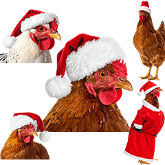 BIG! クリスマス　サンタの鶏
