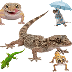 BIG! ヤモリ・トカゲ 実写