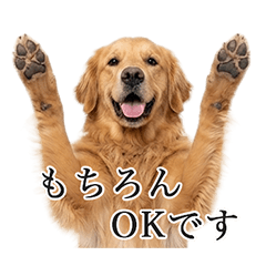 ずっと使えるゴールデンレトリバー