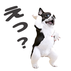 踊るフレンチブルドッグ