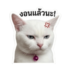 Paopao the bored cat