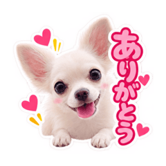 うるうるチワワ♡毎日使えるスタンプ