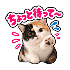 第1弾『三毛猫みぃの日常会話』