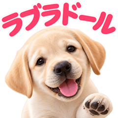 とびだす★ラブラドール レトリバー★犬