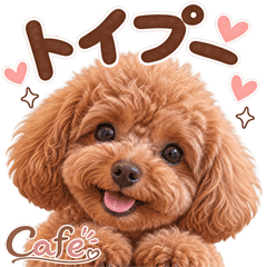 とびだす★トイプードル♡カフェ♡トイプー