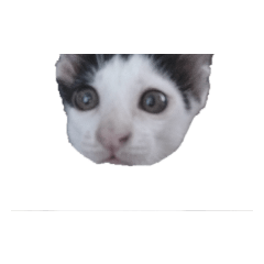 CAT leta_20190402232628