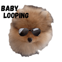 Looping the pom (ver.2)