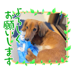 愛犬の気持ち①