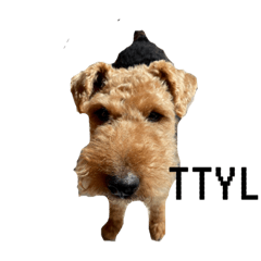 Yogi the Welsh terrier