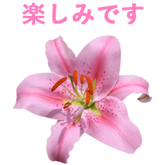 ユリの花の写真 敬語と丁寧語1 Part2修正版