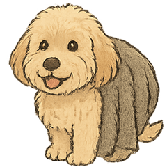 オーストラリアンラブラドゥードルのベル2