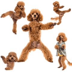 カンフーポーズのトイプードル