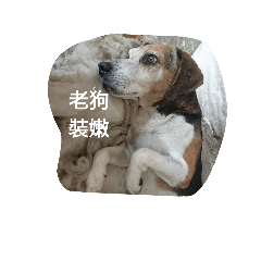 The life of HERO DOG(GARY)