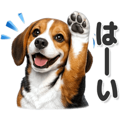 毎日使える！ビーグル