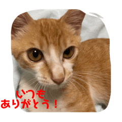 茶とらんが伝えたいっ❣️2