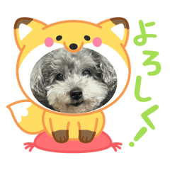 チロちゃん♡グレープードル