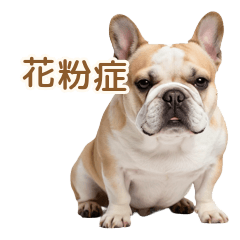 花粉に負けない♪春のフレブル