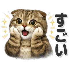 毎日使える！ スコティッシュフォールド