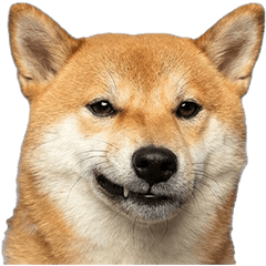 BIG! しば犬　実写