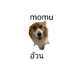 traton_20260320212021