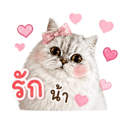 Milky the Cute Cat