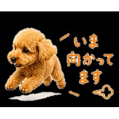 トイプードル「めろん」の日常